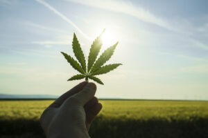 How Dabbing Is Taking Over the Marijuana Scene