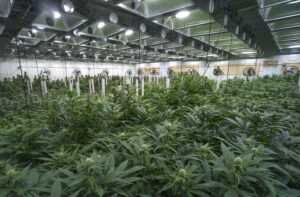 Columbus Marijuana Cultivation Lawyer